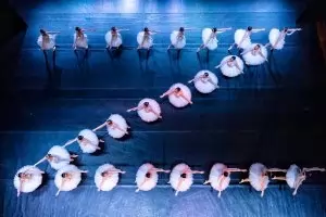 Донбаската опера се включи зрелищно в руската пропаганда