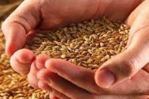 Зърнопроизводители се оплакаха от негласна забрана да се изнася зърно Два кораба