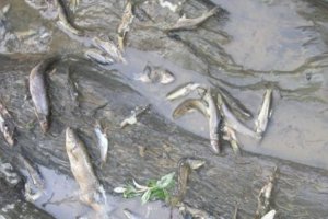 Рибари излязоха на протест днес заради измиращата риба в язовир