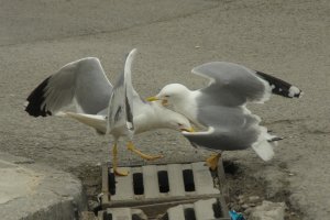 Гларусите се оказаха основен проблем тази пролет за Бургас и