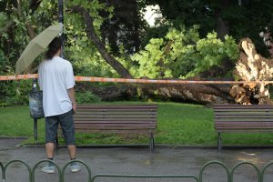 Бурята в София събори дърво в Градската градина В летните