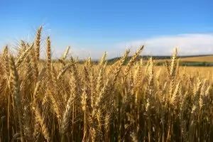 Българските фермери се ядосват, че житото поевтинява 