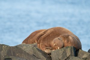 Дарителска кампания събра над 20 000 евро за издигане на