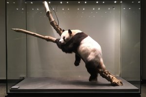 Изложба на известния визуален артист Юлиян Табаков се открива в