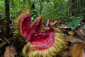 На красивата ни планета има места  които са смъртоносно опасни  Някои са толкова