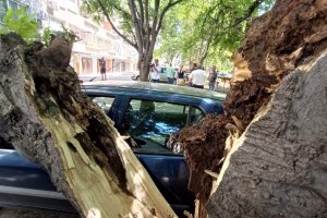 Ураганен вятър с дъжд събори дървета в курорта Пампорово и