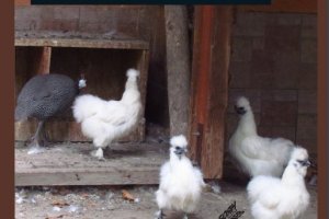 Една нова книга насочва вниманието ни към Борис Руменов с