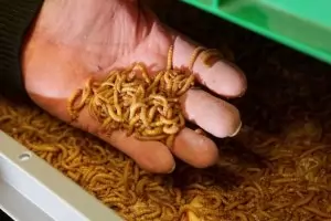 ЕС разреши храните с щурци и брашнени червеи