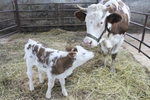 Клонирана крава даде потомство за първи път в Русия съобщи