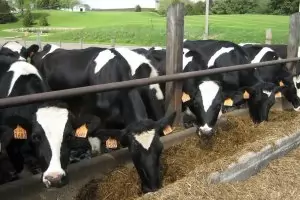 Фермери се оплакаха, че ги натискат да продават млякото под 1 лев за литър