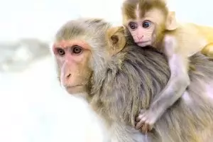 Стотици маймуни изчезнаха от храм в Тайланд