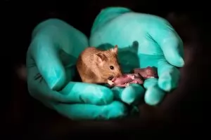 Японски учени получиха потомство от две мъжки мишки