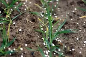 Учените предупреждават за "фосфогедон"