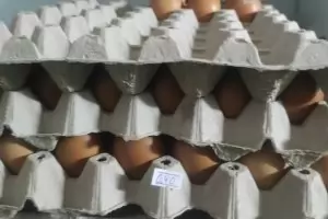 Птицевъди се уплашиха от "море" от яйца от Украйна 