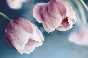 Любов може да разцъфти и на гробището