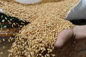 ЕК: Украинското зърно отговаря на всички европейски изисквания