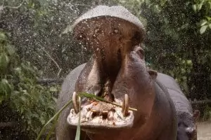 Хипопотамите на Ескобар - заплаха или туристическа атракция