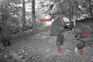 Рядко явление: мечка с четири мечета броди над Чепеларе