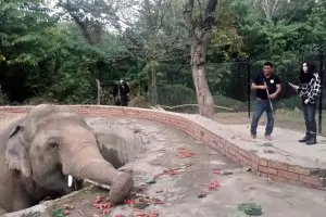 Шер спасява слонове от Исламабад и Лос Анджелис