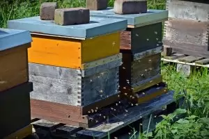 Пчеларите поискаха забрана на вноса на мед от страни извън ЕС
