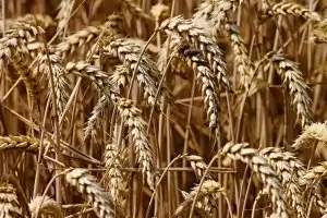 Зеленски благодари на България, че вдигна ембаргото за зърното 