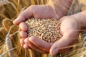 БАБХ опроверга слуховете, че зърното от Украйна било опасно 