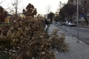 В цяла София още се извозват паднали дървета и клони