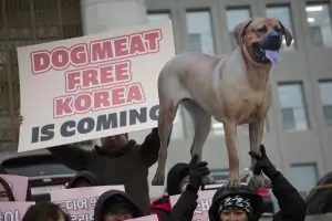 В Южна Корея забраниха употребата на кучешко месо