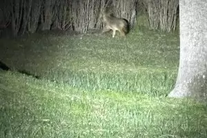 Чакали плъзнаха из Морската градина на Бургас