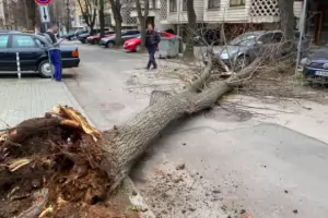 Дърво падна и удари кола до Докторската градина в София