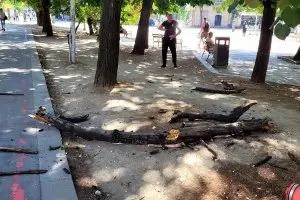 Втори ден клони едва не вземат жертви в центъра на Варна