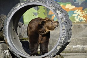 Бягство на звяр от клетката ще разиграе столичния зоопарк утре