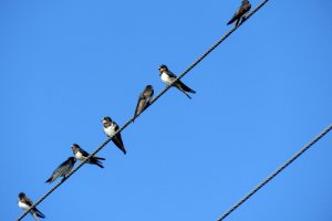 Щъркелите са птиците които най често свързваме с идването на пролетта