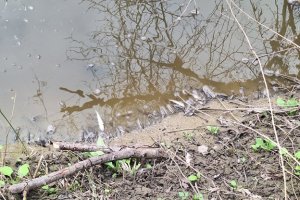 Сигнал за замърсяване на река Черни Лом край русенското село