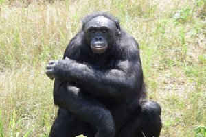 Канзи мъжко шимпанзе джудже от рода бонобо който имаше силно