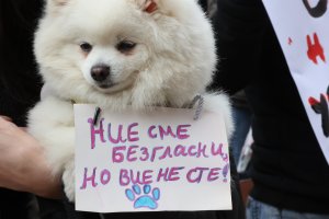 От 262 ма осъдени за насилие над животни само 9 са