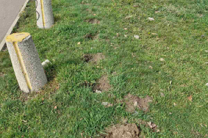 Мъж открадна 60 фиданки от бул Цариградско шосе в София