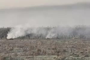 Дори запалената слама не спаси овошките в студа
