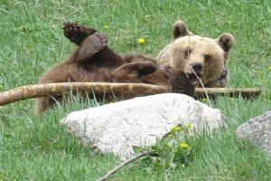 Цели 165 дни толкова спа мечката Мима в парка