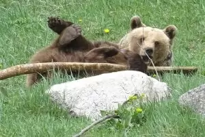 Мечка от Белица спа цели 5 месеца и половина