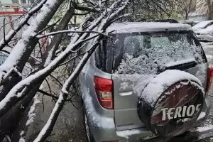 Дърво падна върху автомобили в Пловдив
