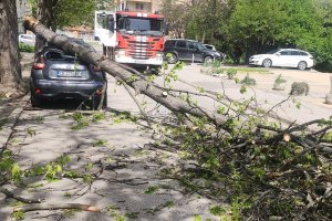 Паднало дърво направо е помляло лек автомобил в София показват