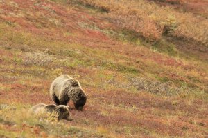 Словакия одобри план за отстрел на 350 мечки след като