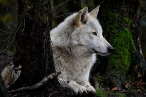 Американски учени направиха сериозен пробив в клонирането на ДНК и