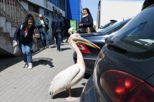 Необичаен посетител се превърна в истинска атракция във Варна разказва