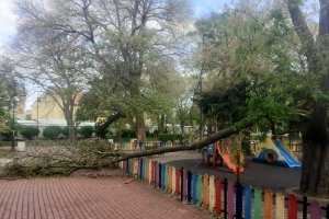 Огромен клон от дърво директно се е стоварил върху детска