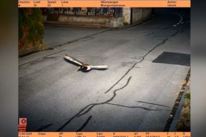 Дива патица е била заснета от пътни камери за превишена