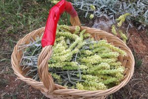 Днес Европейската комисия официално вписа Странджански билков чай в Регистъра