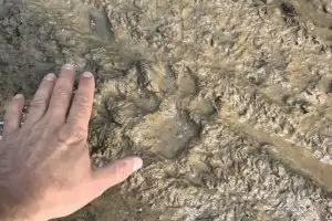 Шуменската пума се оказа леопард, дошъл от Исперих