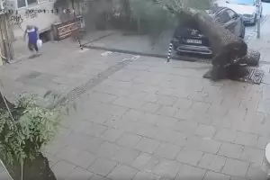 Паднало от корен дърво по чудо размина жена в Благоевград